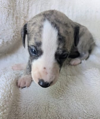 Les chiots de Whippet