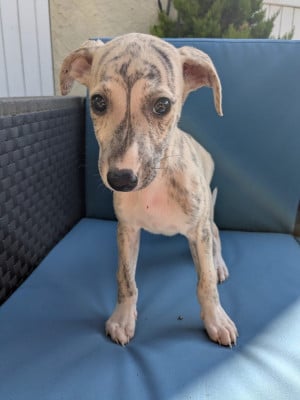 Les chiots de Whippet