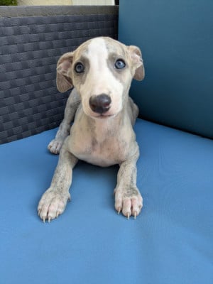 Les chiots de Whippet