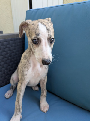 Les chiots de Whippet