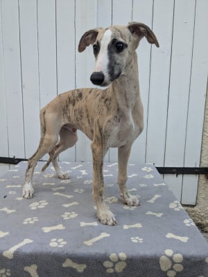 Les chiots de Whippet