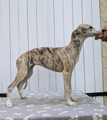 Les chiots de Whippet