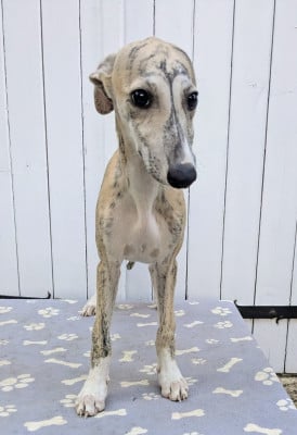 Les chiots de Whippet