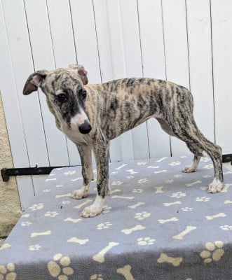 Les chiots de Whippet