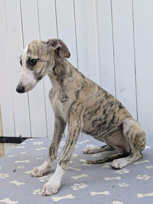Les chiots de Whippet