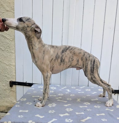 Les chiots de Whippet