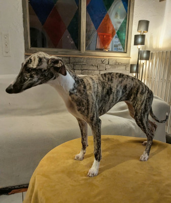 Les chiots de Whippet
