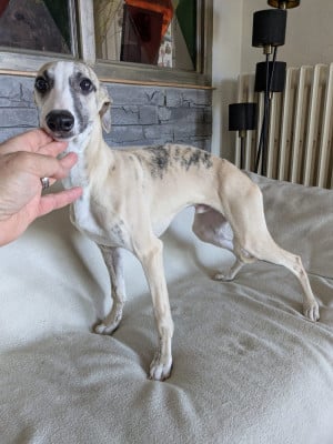 Les chiots de Whippet