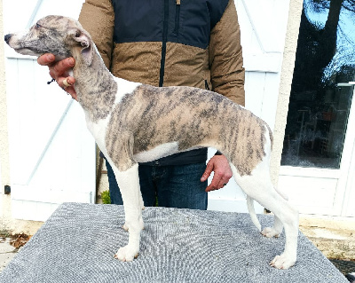 CHIOT 2 - Whippet