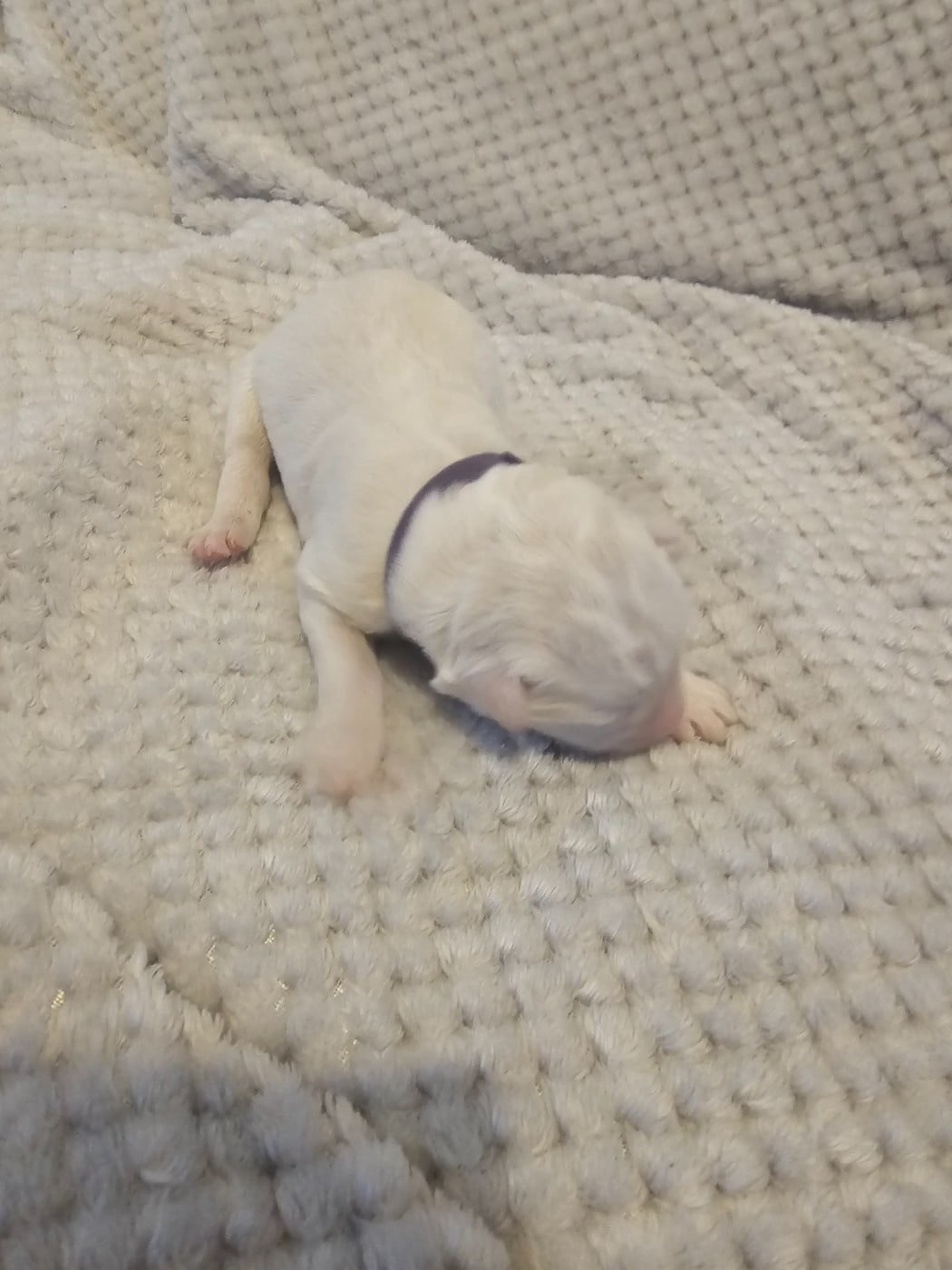 Chiot N°3 - Berger Blanc Suisse