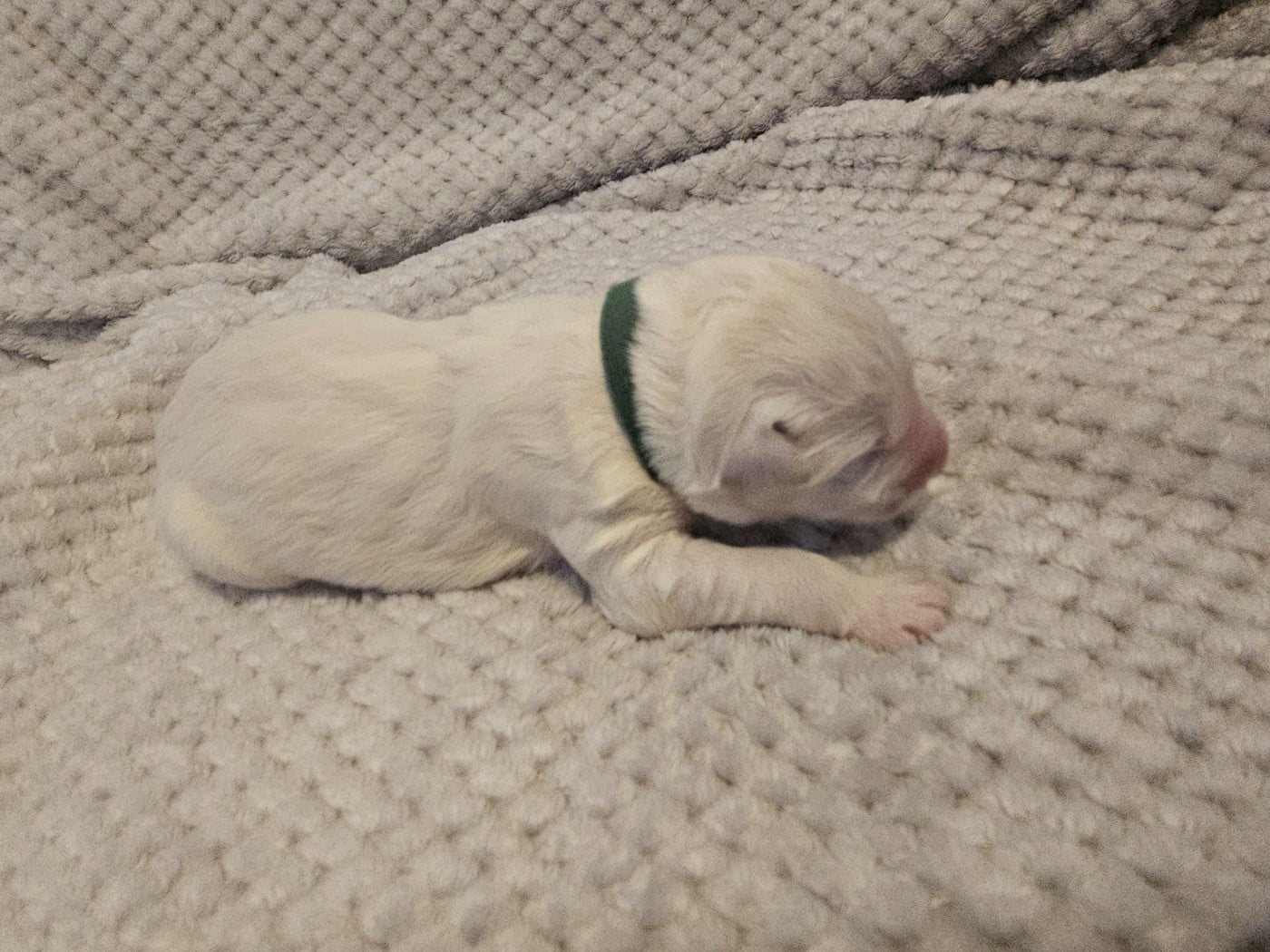 Chiot N°6 - Berger Blanc Suisse