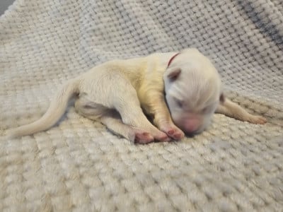 Les chiots de Berger Blanc Suisse