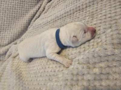 Les chiots de Berger Blanc Suisse