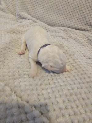 Les chiots de Berger Blanc Suisse