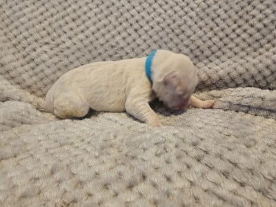 Les chiots de Berger Blanc Suisse
