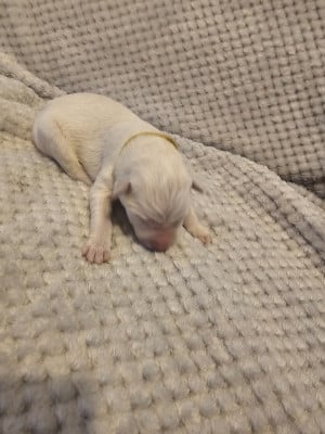 Les chiots de Berger Blanc Suisse