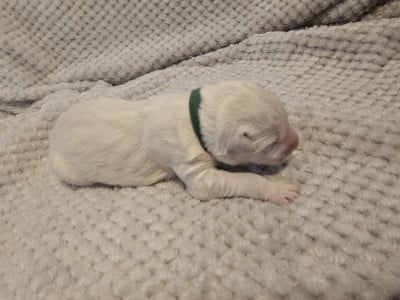 Les chiots de Berger Blanc Suisse