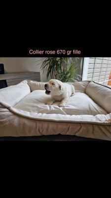 Les chiots de Berger Blanc Suisse