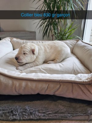 Les chiots de Berger Blanc Suisse