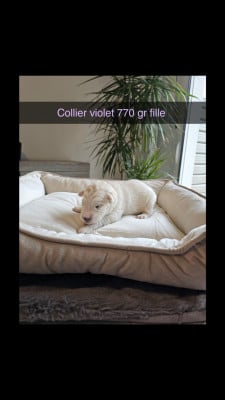 Les chiots de Berger Blanc Suisse