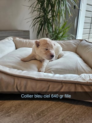 Les chiots de Berger Blanc Suisse