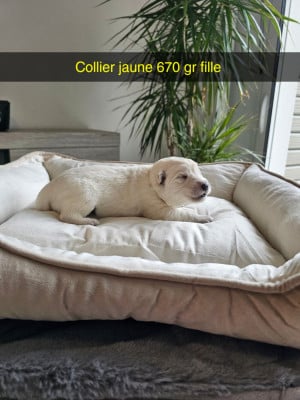 Les chiots de Berger Blanc Suisse