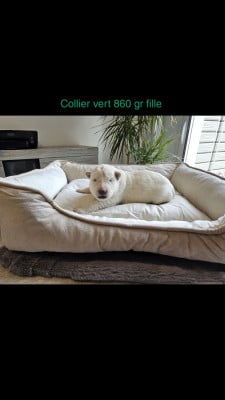 Les chiots de Berger Blanc Suisse