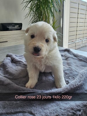 Les chiots de Berger Blanc Suisse