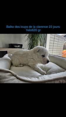 Les chiots de Berger Blanc Suisse