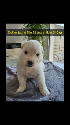 Les chiots de Berger Blanc Suisse