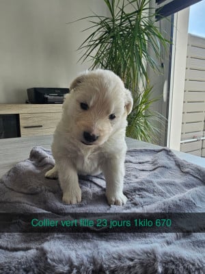 Les chiots de Berger Blanc Suisse