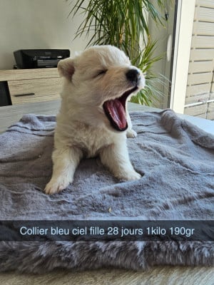 Les chiots de Berger Blanc Suisse