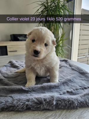 Les chiots de Berger Blanc Suisse
