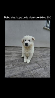 Les chiots de Berger Blanc Suisse