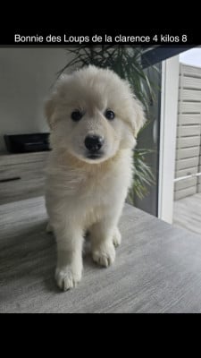 Les chiots de Berger Blanc Suisse