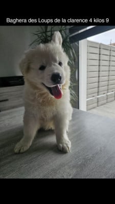 Les chiots de Berger Blanc Suisse