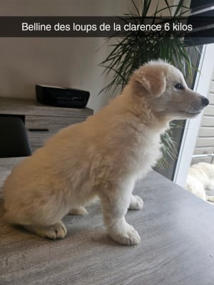 Les chiots de Berger Blanc Suisse