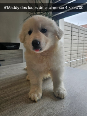 Les chiots de Berger Blanc Suisse