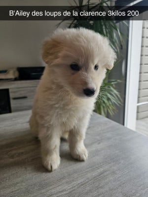 Les chiots de Berger Blanc Suisse