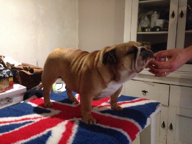 Publication : Bull Of Thrônes