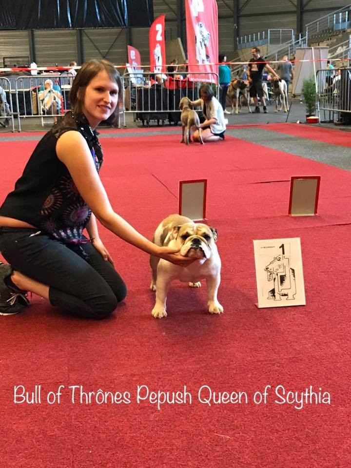 Bull Of Thrônes Pepush queen of scythia - 1st Excellent - 2ème point jeune Ch.