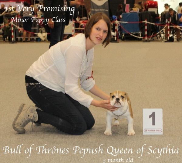 Bull Of Thrônes Pepush queen of scythia - 1st Very Promising - Best baby