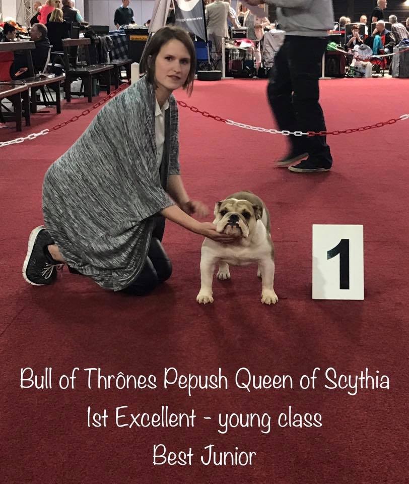 Bull Of Thrônes Pepush queen of scythia - 1er Excellent - Best Junior - 1st point for Ch.J.Be