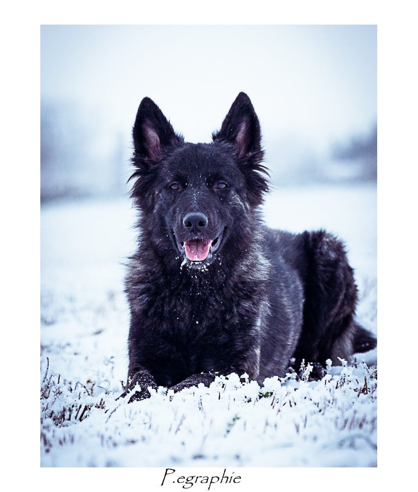 Volcanic fire ash Cerbères D'argent