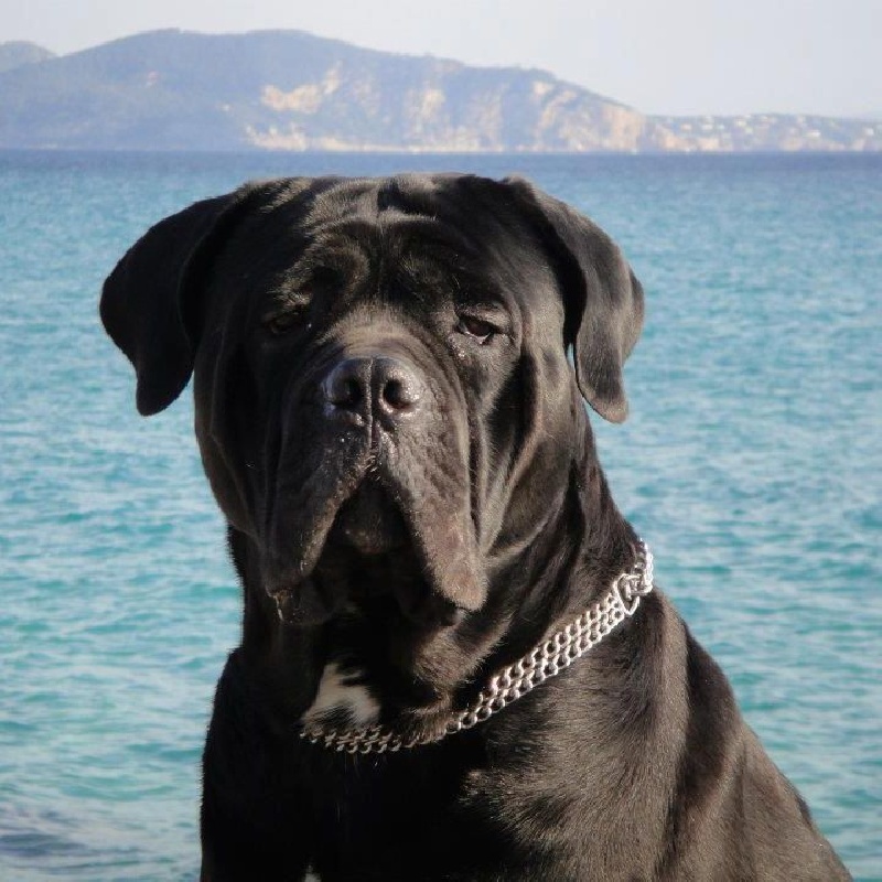 Publication : Des Démons Des Papes Auteur : Claude Moreno