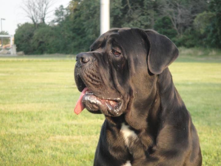 Publication : Des Démons Des Papes Auteur : Claude Moreno