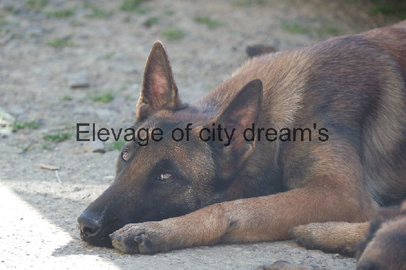 Publication : Of City Dream's  Auteur : élevage of city dream's