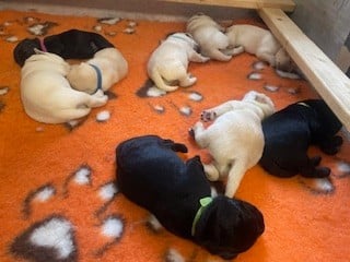 Sheep's Eyes Malvaux