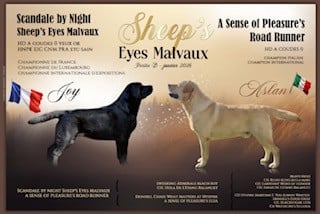 Labrador Retriever - Sheep's Eyes Malvaux