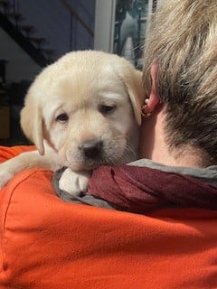 Les chiots de Labrador Retriever